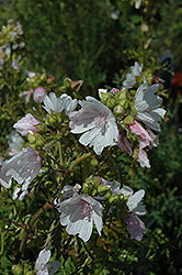 White Mallow (Malva moschata 'Alba') at Lakeshore Garden Centres