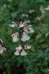 San Ysidro Moon Autmn Sage (Salvia greggii 'San Ysidro Moon') at Lakeshore Garden Centres