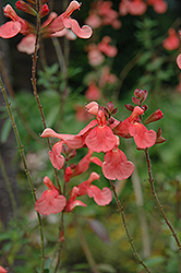 Lowry's Peach Autmn Sage (Salvia greggii 'Lowry's Peach') at Lakeshore Garden Centres