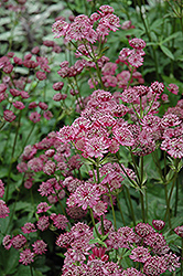 Lars Masterwort (Astrantia major 'Lars') at Lakeshore Garden Centres