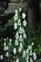Common White Monkshood (Aconitum napellus 'Album') at Golden Acre Home & Garden