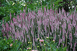 Pink Damask Speedwell (Veronica longifolia 'Pink Damask') at Lakeshore Garden Centres