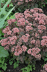 Picolette Stonecrop (Sedum 'Picolette') at Lakeshore Garden Centres