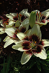 Black Spider Lily (Lilium 'Black Spider') at Lakeshore Garden Centres