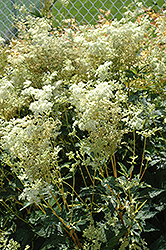 Variegated Queen Of The Meadow (Filipendula ulmaria 'Aureovariegata') at Lakeshore Garden Centres