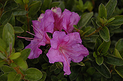 Encore Autumn Royalty Azalea (Rhododendron 'Conlec') at Lakeshore Garden Centres