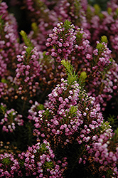 Mrs. D.F. Maxwell Heath (Erica vagans 'Mrs. D.F. Maxwell') at Lakeshore Garden Centres