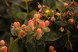 Mystical Beauty St. John's Wort (Hypericum 'Mystical Beauty') at Lakeshore Garden Centres