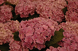 Early Sensation Hydrangea (Hydrangea macrophylla 'Early Sensation') at Lakeshore Garden Centres