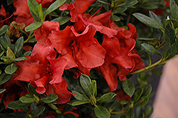 Encore Autumn Bravo Azalea (Rhododendron 'Conlen') at Lakeshore Garden Centres