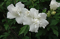Jeanne D'Arc Rose Of Sharon (Hibiscus syriacus 'Jeanne D'Arc') at Peter Knippel Garden Centre
