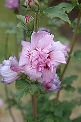 Ardens Rose of Sharon (Hibiscus syriacus 'Ardens') at Peter Knippel Garden Centre