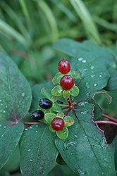 Albury Purple St. John's Wort (Hypericum androsaemum 'Albury Purple') at Lakeshore Garden Centres