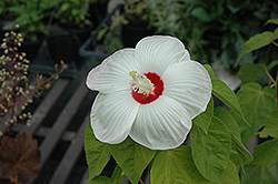 Disco Belle White Hibiscus (Hibiscus moscheutos 'Disco Belle White') at Lakeshore Garden Centres