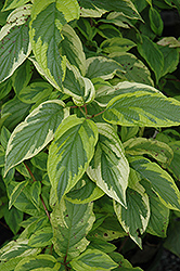 Tri-Splendor Chinese Dogwood (Cornus kousa 'Tri-Splendor') at Lakeshore Garden Centres