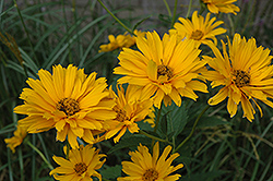Ballerina False Sunflower (Heliopsis helianthoides 'Spitzentanzerin') at Lakeshore Garden Centres