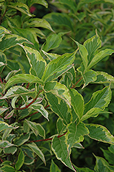 Goldrush Weigela (Weigela florida 'Goldrush') at Lakeshore Garden Centres