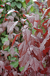 Crimson Pointe Plum (Prunus cerasifera 'Crimson Pointe') at Green Thumb Garden Centre