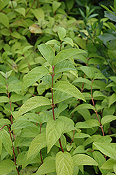 Magician Deutzia (Deutzia 'Magician') at Lakeshore Garden Centres