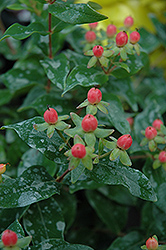 Mystical Red Star St. John's Wort (Hypericum 'Mystical Red Star') at Lakeshore Garden Centres