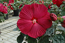 Carolina Red Hibiscus (Hibiscus 'Carolina Red') at Lakeshore Garden Centres