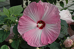 Carolina Pink Hibiscus (Hibiscus 'Carolina Pink') at Lakeshore Garden Centres