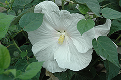 Chablis Hibiscus (Hibiscus moscheutos 'Chablis') at Lakeshore Garden Centres
