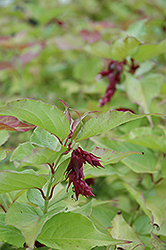 Golden Lanterns Pheasant Berry (Leycesteria formosa 'Golden Lanterns') at Lakeshore Garden Centres