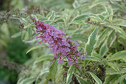 Strawberry Lemonade Butterfly Bush (Buddleia davidii 'Strawberry Lemonade') at Lakeshore Garden Centres