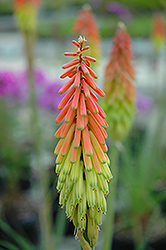 Traffic Lights Torchlily (Kniphofia hirsuta 'Traffic Lights') at Lakeshore Garden Centres