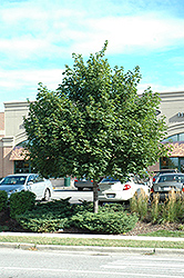 Medallion Norway Maple (Acer platanoides 'Medzan') at Lakeshore Garden Centres