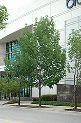 Rosehill White Ash (Fraxinus americana 'Rosehill') at Lakeshore Garden Centres
