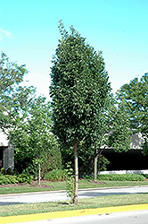 Empire White Ash (Fraxinus americana 'Empire') at Lakeshore Garden Centres