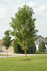 Goldrush Amur Cherry (Prunus maackii 'Goldrush') at Lakeshore Garden Centres