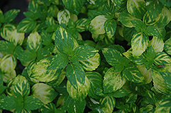 Variegated Ginger Mint (Mentha x gracilis 'Variegata') at Lakeshore Garden Centres