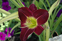 Regal Finale Daylily (Hemerocallis 'Regal Finale') at Lakeshore Garden Centres