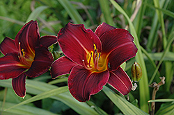 Caviar Daylily (Hemerocallis 'Caviar') at Lakeshore Garden Centres