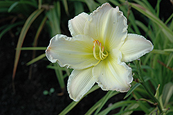 Big Smile Daylily (Hemerocallis 'Big Smile') at Lakeshore Garden Centres