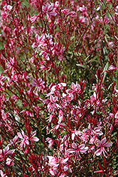 Belleza Gaura (Gaura lindheimeri 'Belleza') at Lakeshore Garden Centres