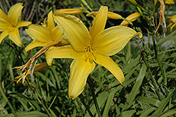 September Gold Daylily (Hemerocallis 'September Gold') at Lakeshore Garden Centres