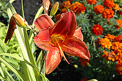 Vendetta Daylily (Hemerocallis 'Vendetta') at Lakeshore Garden Centres