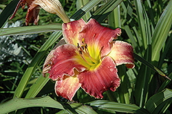 Startle Daylily (Hemerocallis 'Startle') at Lakeshore Garden Centres