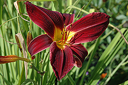 Timbo Daylily (Hemerocallis 'Timbo') at Lakeshore Garden Centres