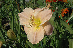 Duchess of Orono Daylily (Hemerocallis 'Duchess of Orono') at Lakeshore Garden Centres