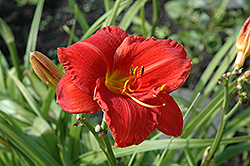 Poinciana Regal Daylily (Hemerocallis 'Poinciana Regal') at Lakeshore Garden Centres