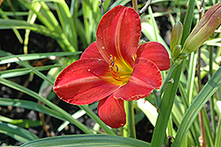 Apple Tart Daylily (Hemerocallis 'Apple Tart') at Lakeshore Garden Centres