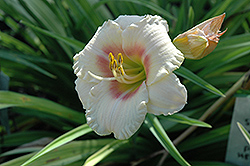 Siloam Virginia Henson Daylily (Hemerocallis 'Siloam Virginia Henson') at Lakeshore Garden Centres