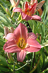 American Folklife Daylily (Hemerocallis 'American Folklife') at Lakeshore Garden Centres