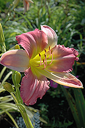 Altamira Daylily (Hemerocallis 'Altamira') at Lakeshore Garden Centres