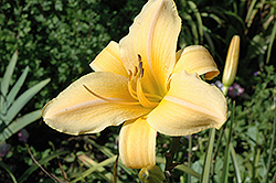 Apricot Beauty Daylily (Hemerocallis 'Apricot Beauty') at Lakeshore Garden Centres